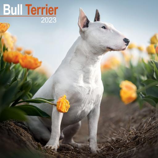 Bull Terrier Wall Calendar 2023