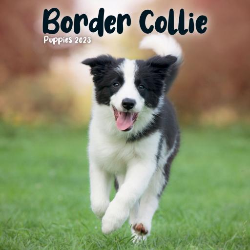 Border Collie Puppies Mini Wall Calendar 2023