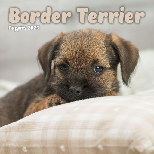 Border Terrier Puppies Mini Wall Calendar 2023