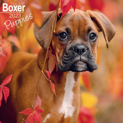 Boxer Puppies Wall Calendar 2023