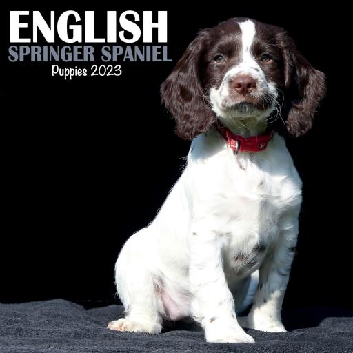 English Springer Spaniel Puppies Mini Wall Calendar 2023