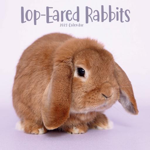 Lop Eared Rabbits Wall Calendar 2023