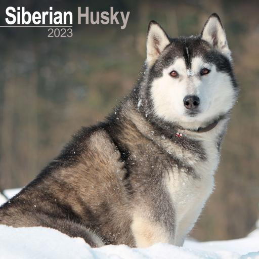Siberian Husky Wall Calendar 2023