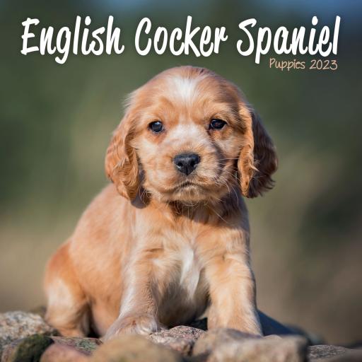 English Cocker Spaniel Puppies Mini Wall Calendar 2023