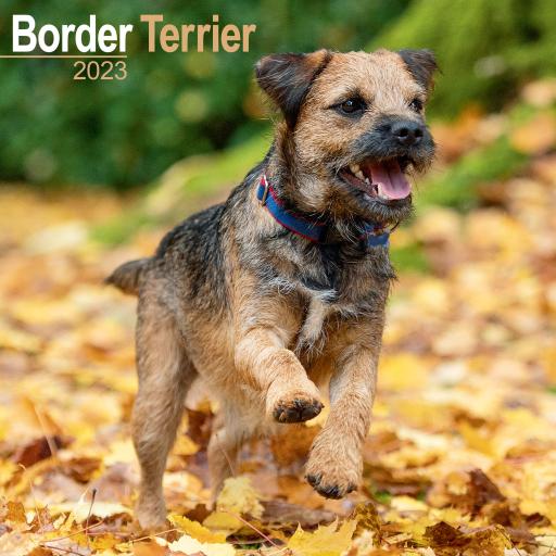 Border Terrier Wall Calendar 2023