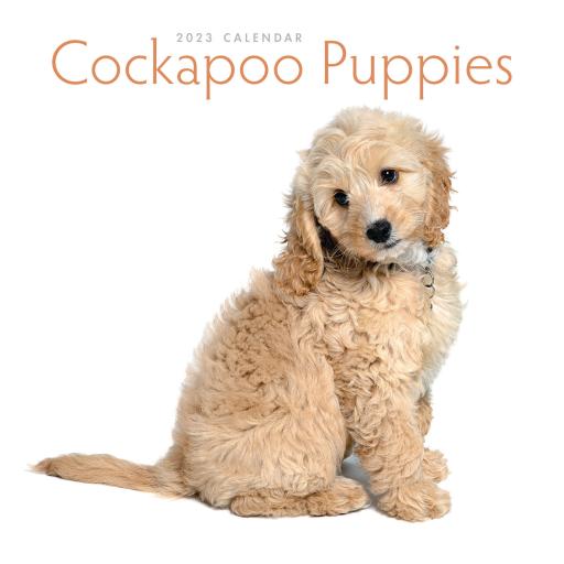 Cockapoo Puppies Mini Wall Calendar 2023