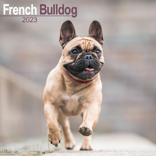 French Bulldog Wall Calendar 2023