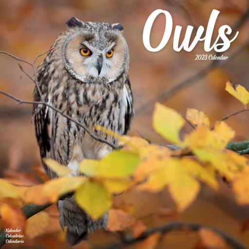 Owls Wall Calendar 2023