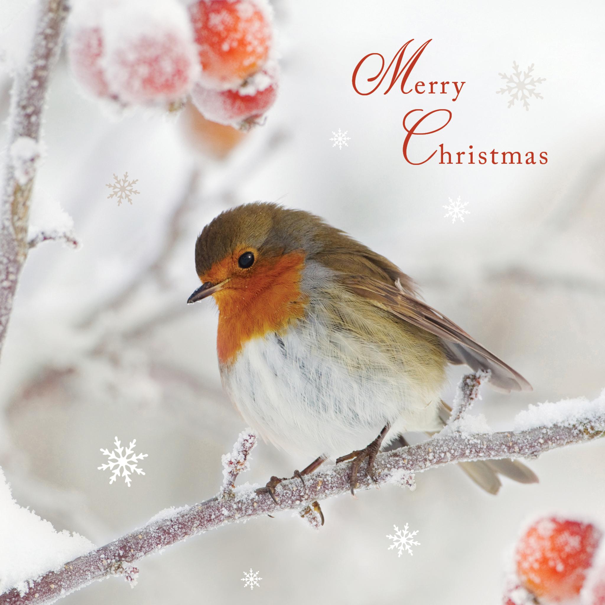 RSPB Luxury Xmas Cards (10) - Frosty Perch