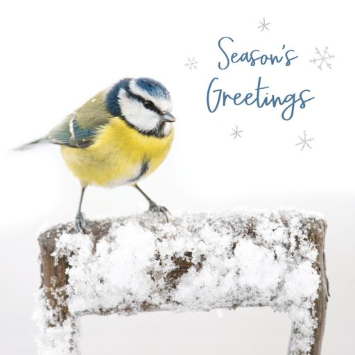 RSPB Small Square Xmas Cards (10) - Seasons Greetings
