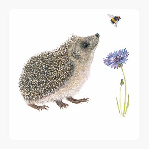 Countryside Collection Card - Hedgehog "Hello Bee"
