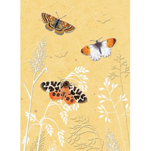 RSPB - In The Wild Card - Butterflies & Moth