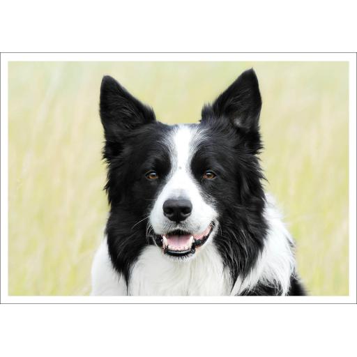 Barking at the Moon Card - Border Collie