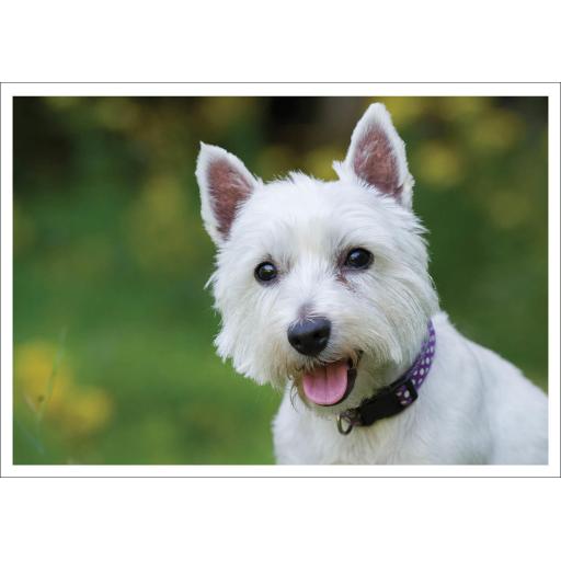 Barking at the Moon Card - West Highland Terrier