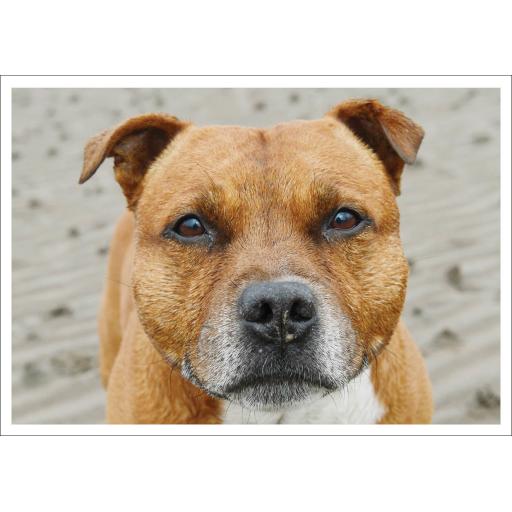 Barking at the Moon Card - Staffordshire Bull Terrier