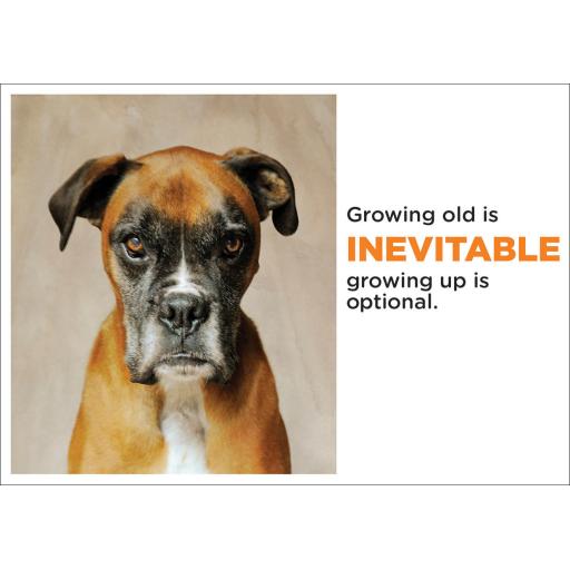 Barking at the Moon Card - Growing old is inevitable