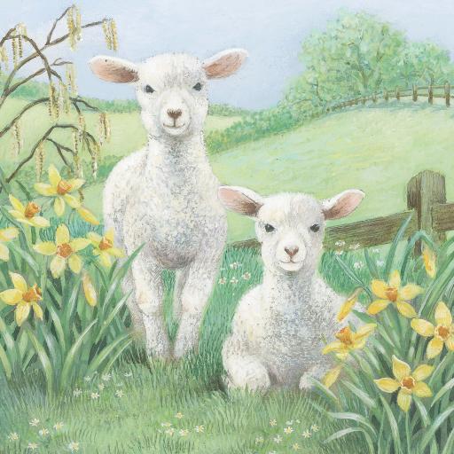 Easter Card Pack - Spring Lambs