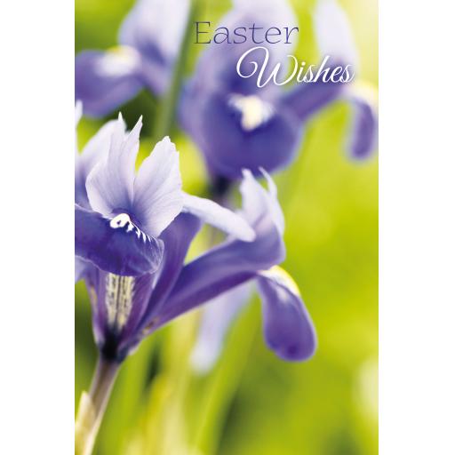 Easter Card Pack (Mini) - Purple Iris