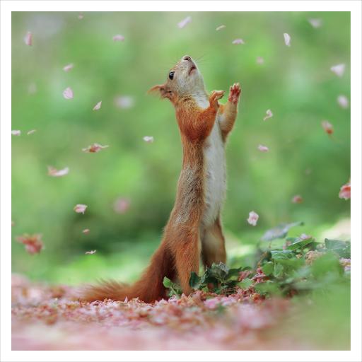 JR Wildlife Photography Card Collection - Red Squirrel