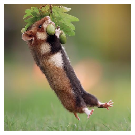 JR Wildlife Photography Card Collection - Wild Hamster and Acorns